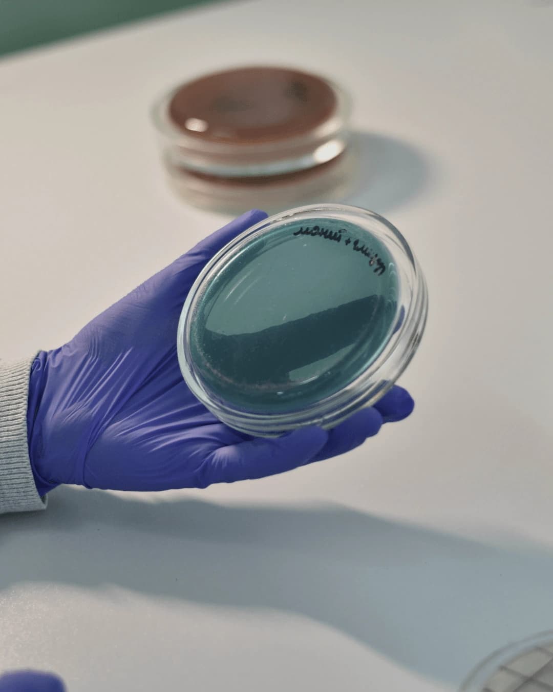 Laboratory petri dish